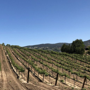 Vineyard views at Baily Vineyard & Winery in Temecula, CA