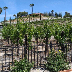 The view from Baily Vineyard & Winery, Temecula CA