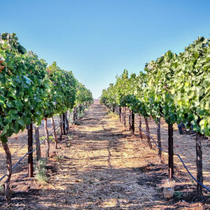 A few of the vines at Chapin Family Vineyards in Temecula California