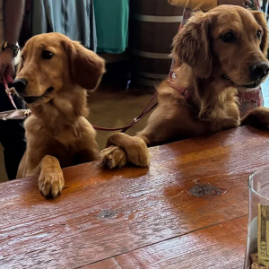 Pet friendly at Cougar Vineyard & Winery Temecula