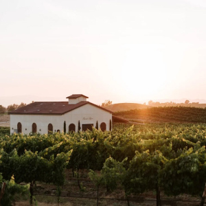 The vineyard view at Danza del Sol Winery Temecula