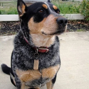 Pet friendly at Fangipani Estate Winery in Temecula