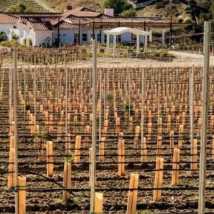 New vines at Julie's Dream Winery Vineyard Distillary Temecula