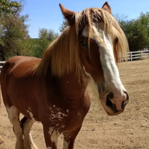 Horses and other farm animals at Longshadow Ranch Winery in Temecula