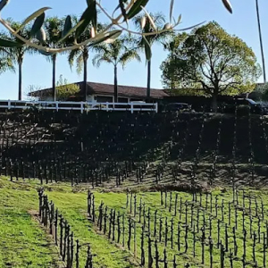 lorenzie-estate-vineyards-winery-temecula-main