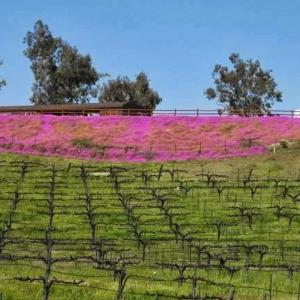 Spring in Temecula at Lumiere Winery 