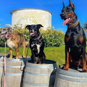 Pet friendly Maurice Car'rie Vineyard & Winery Temecula CA