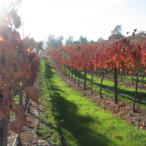 The vines in the Fall at Miramonte WInery Temecula