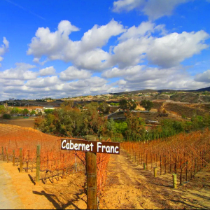 Vineyard at Oak Mountain Winery Temecula