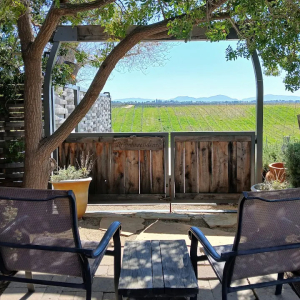 View of Vineyards from Patio at Palumbo Family Vineyards & Winery Temecula