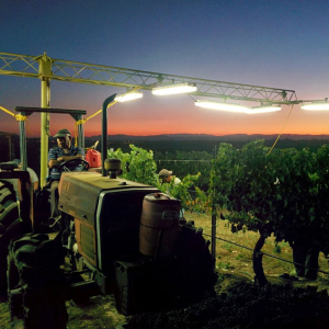 Harvest time at Ponte Winery Temecula