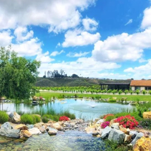 Beautiful Pond at Truffle Pig Winery in Temecula